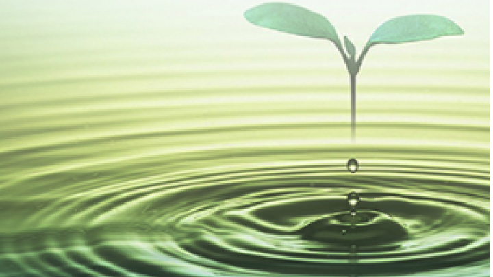 image of water with a green plant sprouting from the water and the title My Journey across the top.